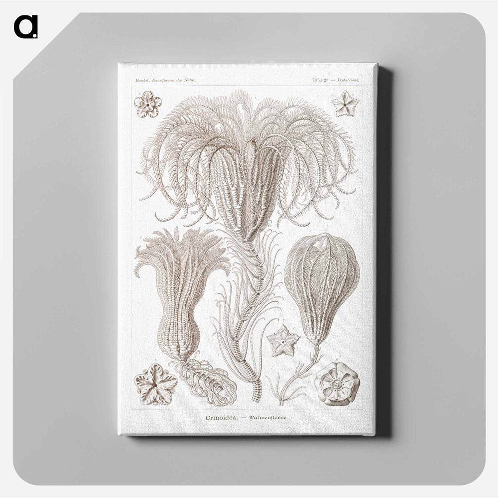 Crinoidea–Palmensterne - エルンスト ヘッケル Canvas.