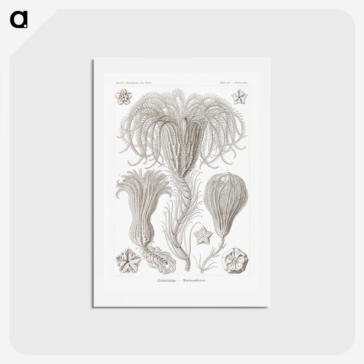 2-95_Ernst-Haeckel_hagaki