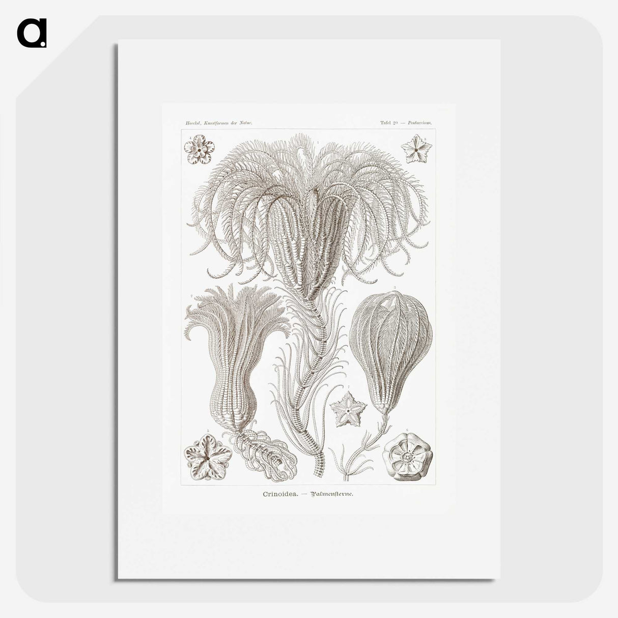 2-95_Ernst-Haeckel_picture