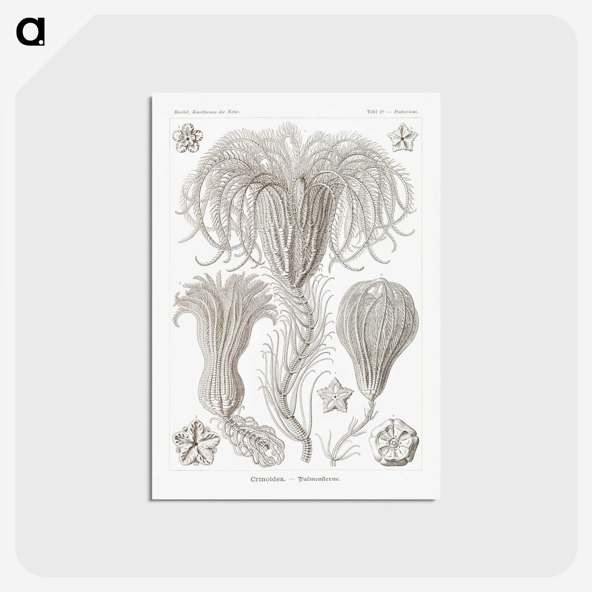 2-95_Ernst-Haeckel_postcard