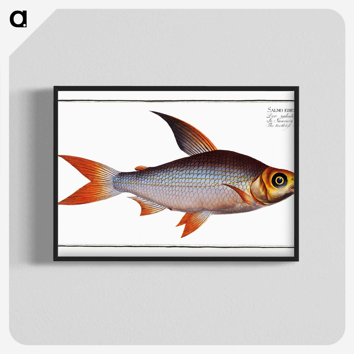 2-95_Ichtyologie-ou-Histoire-naturelle_blk-crop