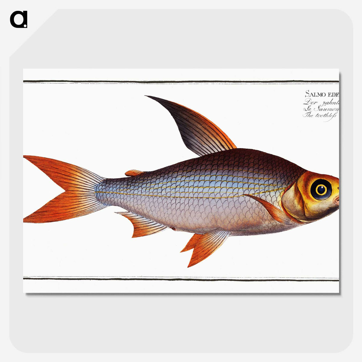 2-95_Ichtyologie-ou-Histoire-naturelle_picture-crop