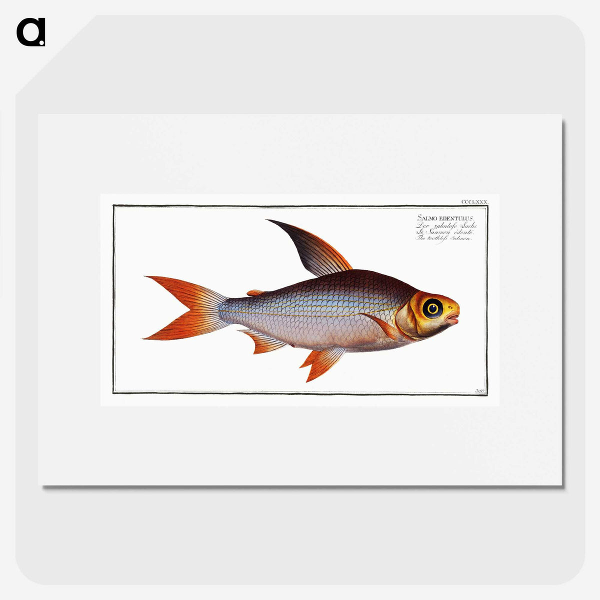 2-95_Ichtyologie-ou-Histoire-naturelle_picture