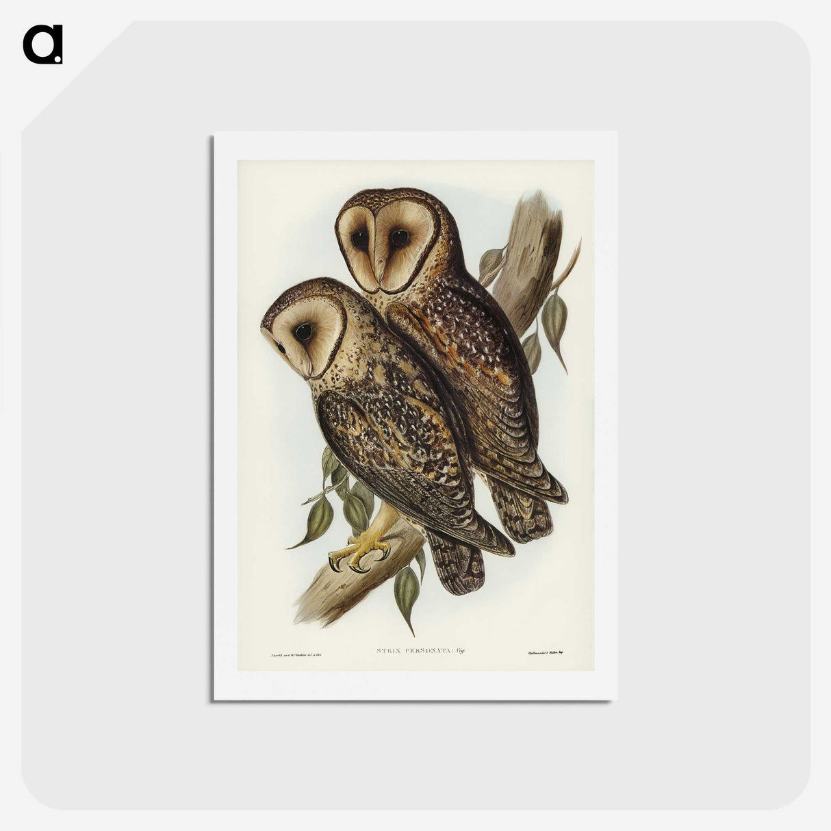 2-95_John-Gould_hagaki