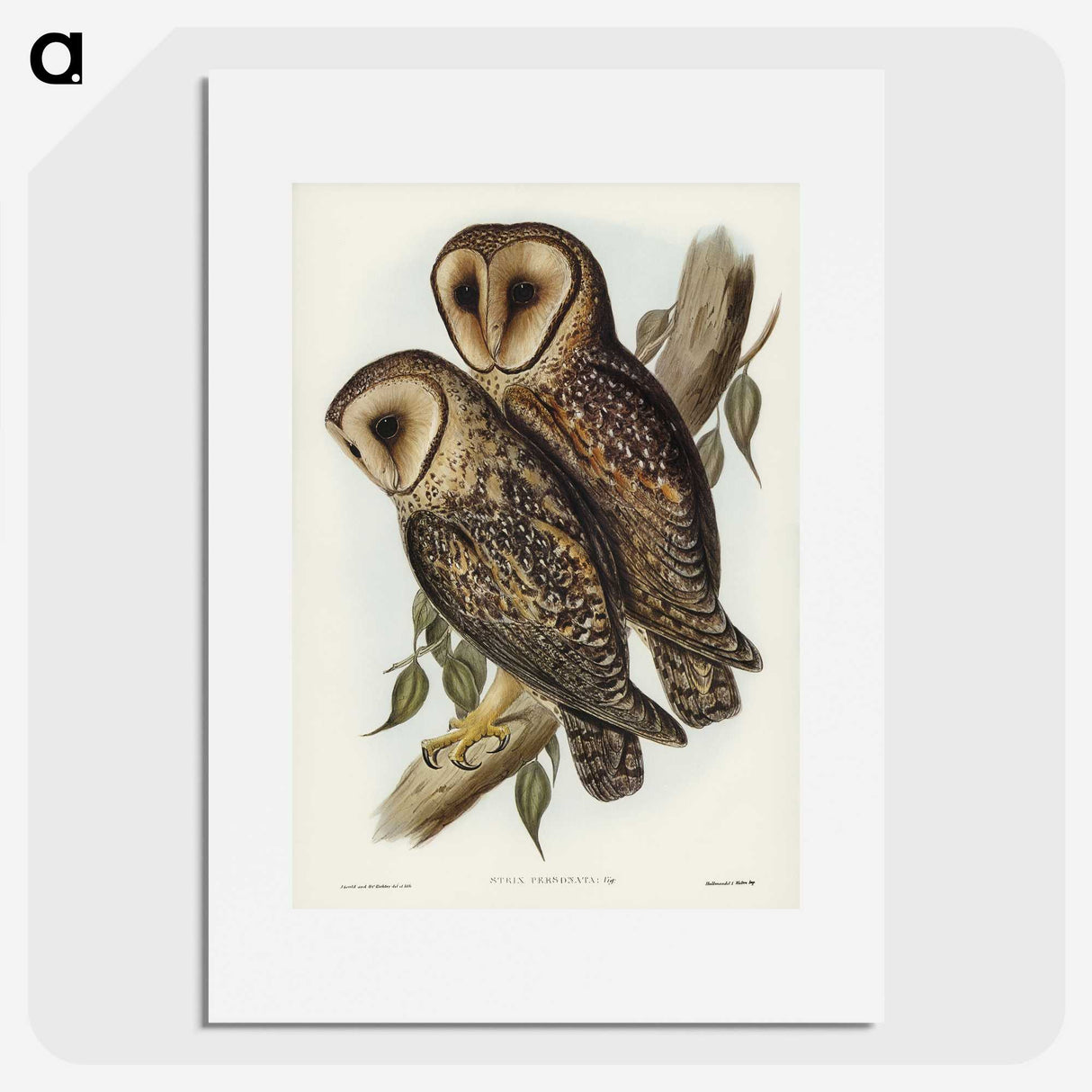 2-95_John-Gould_picture