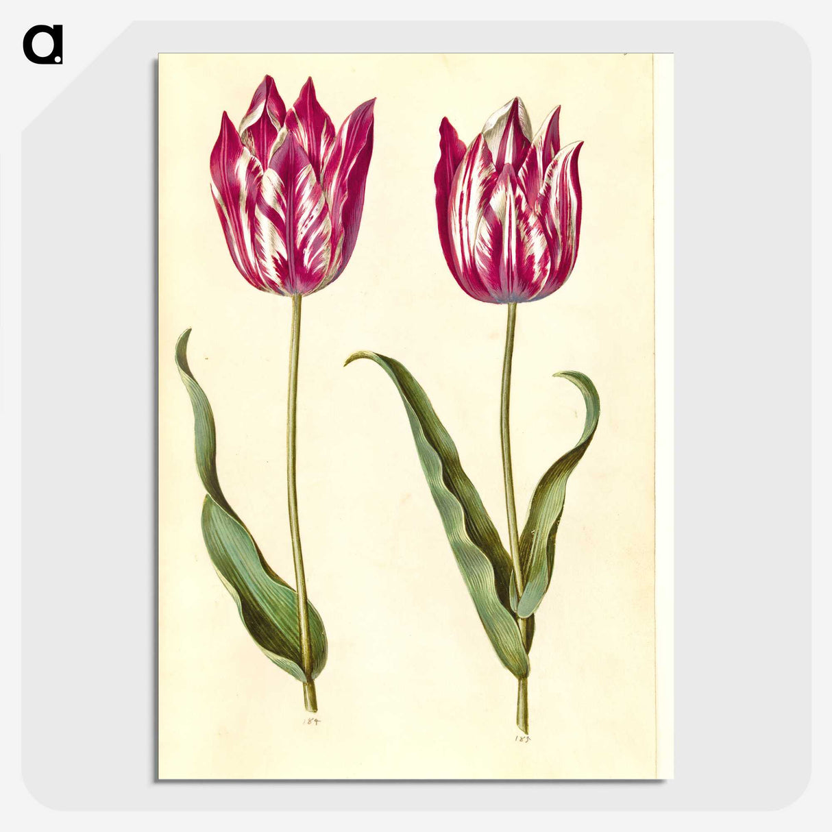 2-95_Maria-Sibylla-Merian_picture-crop