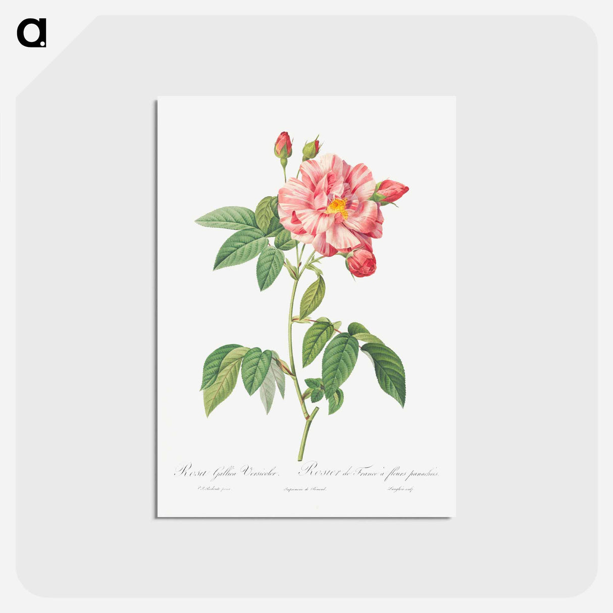 アートポストカード-Rosa Mundi, French Rosebush with Varigated Flowers - ピエール ジョゼフ ルドゥーテ Postcard.