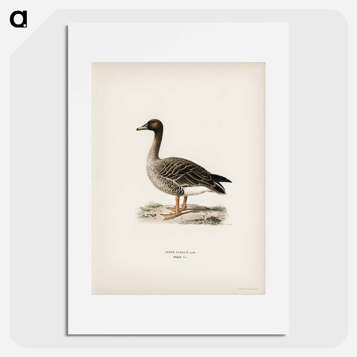 アートポスター-Bean Goose
- スヴェンスカ フォグラル Poster.