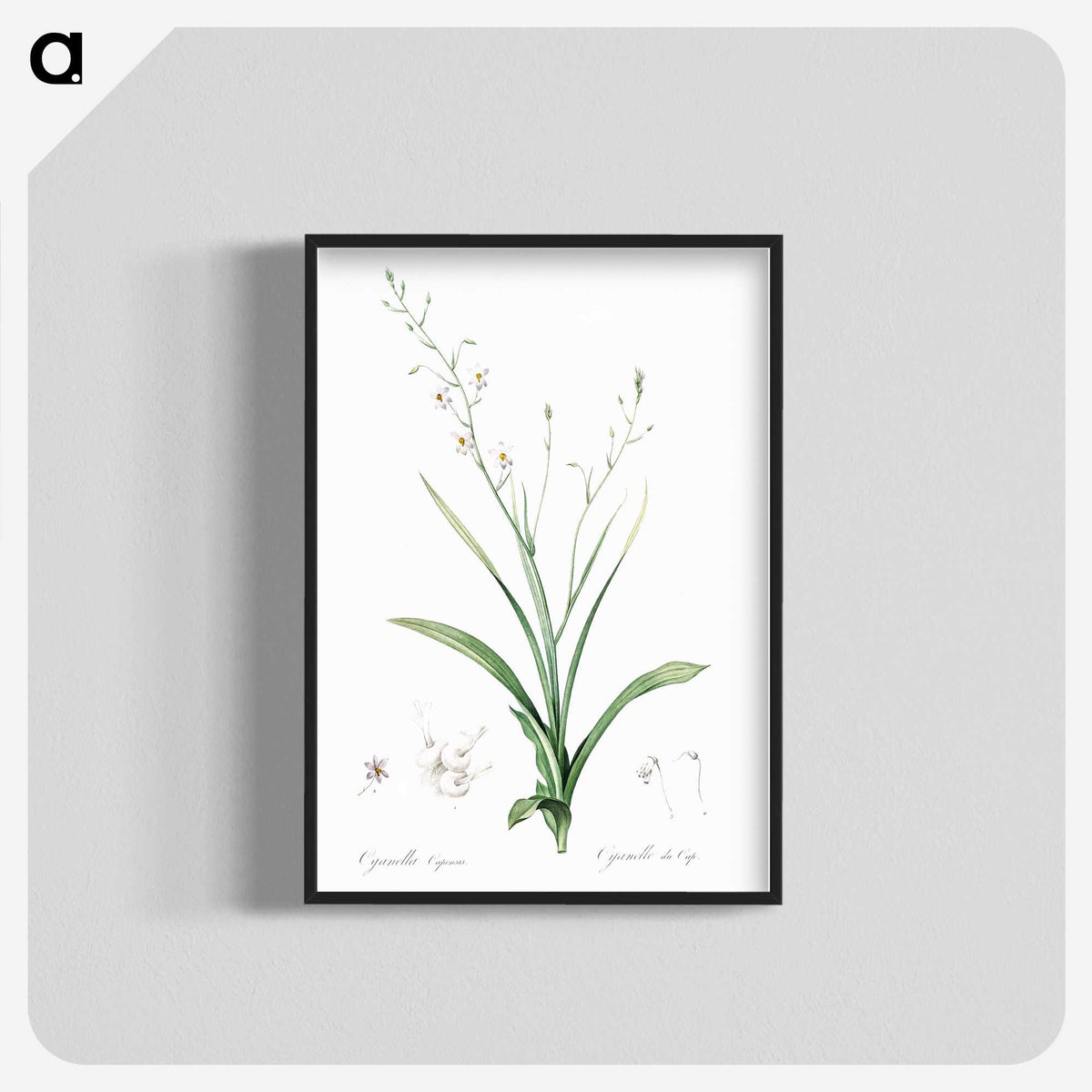 2-95_The-Lilies_blk-crop
