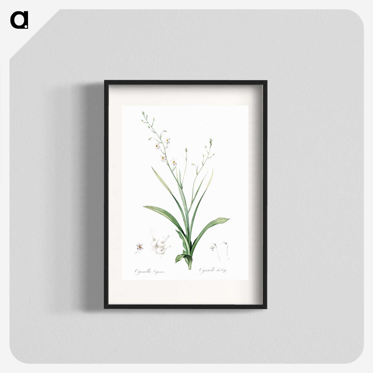 2-95_The-Lilies_blk