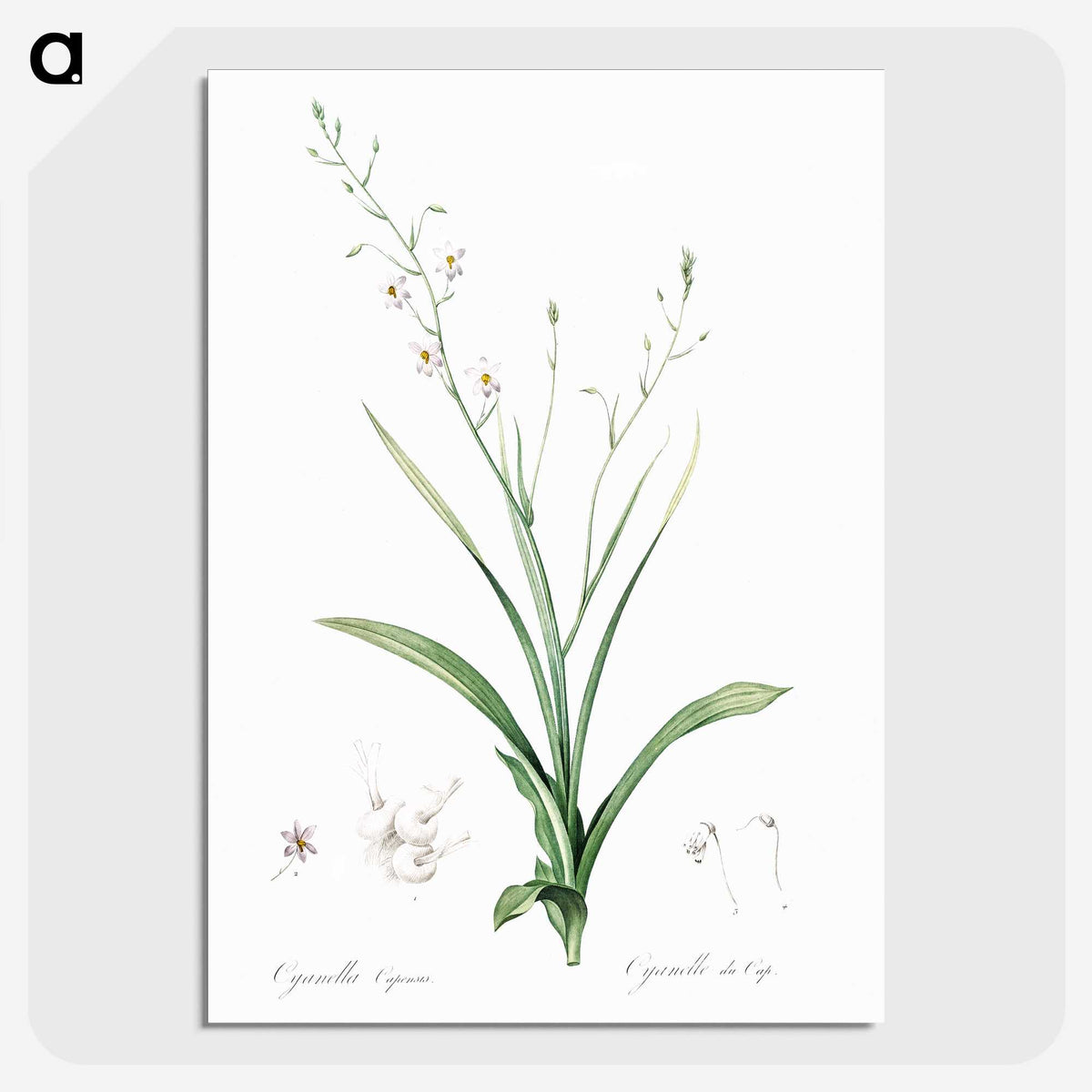2-95_The-Lilies_picture-crop