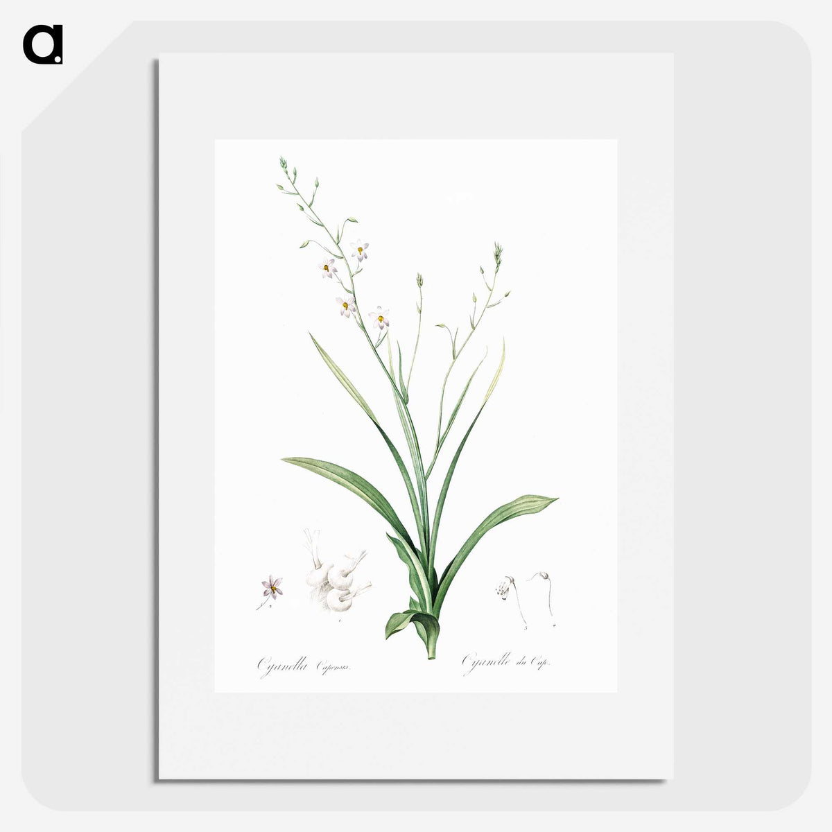2-95_The-Lilies_picture