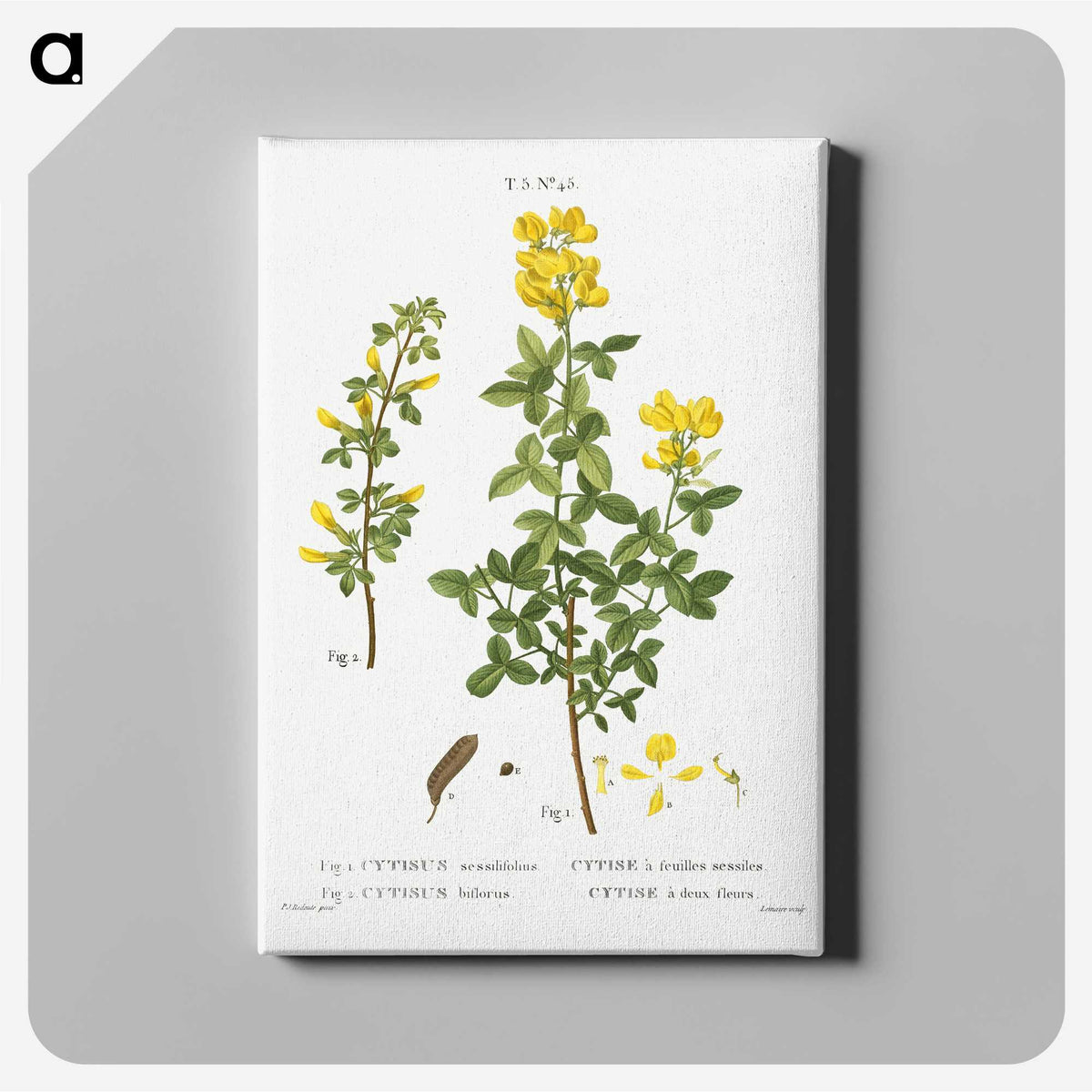 2-95_Treatise-on-Trees-and-Shrubs_canvas