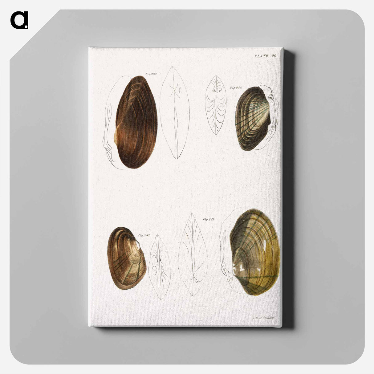 Different types of sea shells illustration from Zoology of New York by James Ellsworth De Kay - ニューヨークの動物学 Canvas.