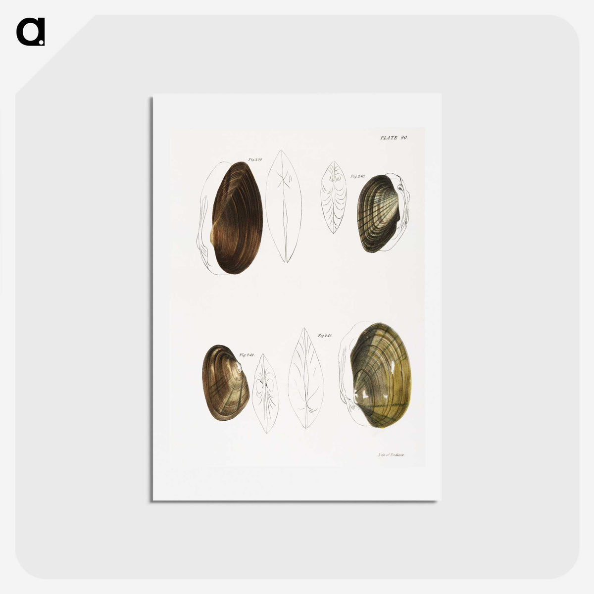 2-95_Zoology-of-New-York_hagaki