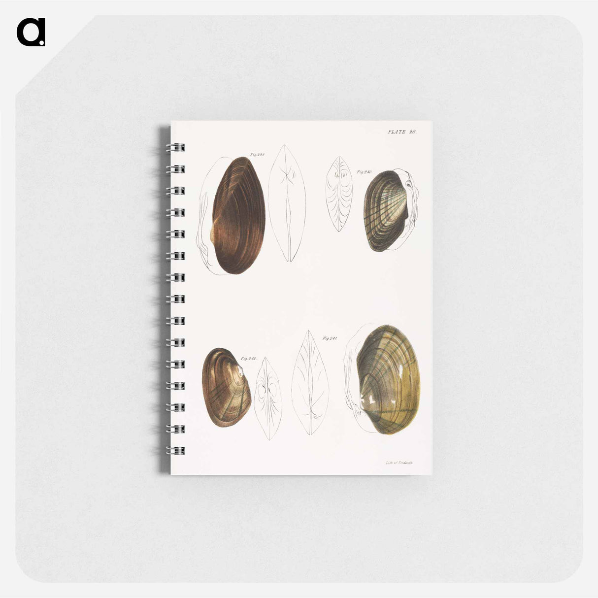 Different types of sea shells illustration from Zoology of New York by James Ellsworth De Kay - ニューヨークの動物学 Memo.