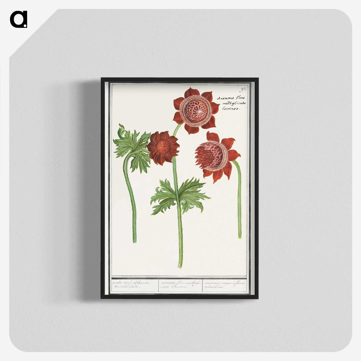 2-96_Anselmus-Boetius-de-Boodt_blk-crop