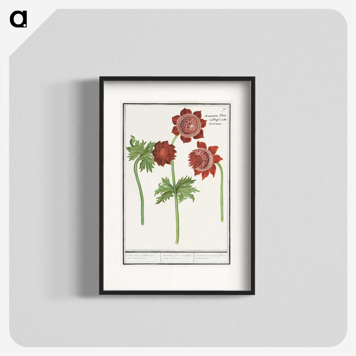 2-96_Anselmus-Boetius-de-Boodt_blk