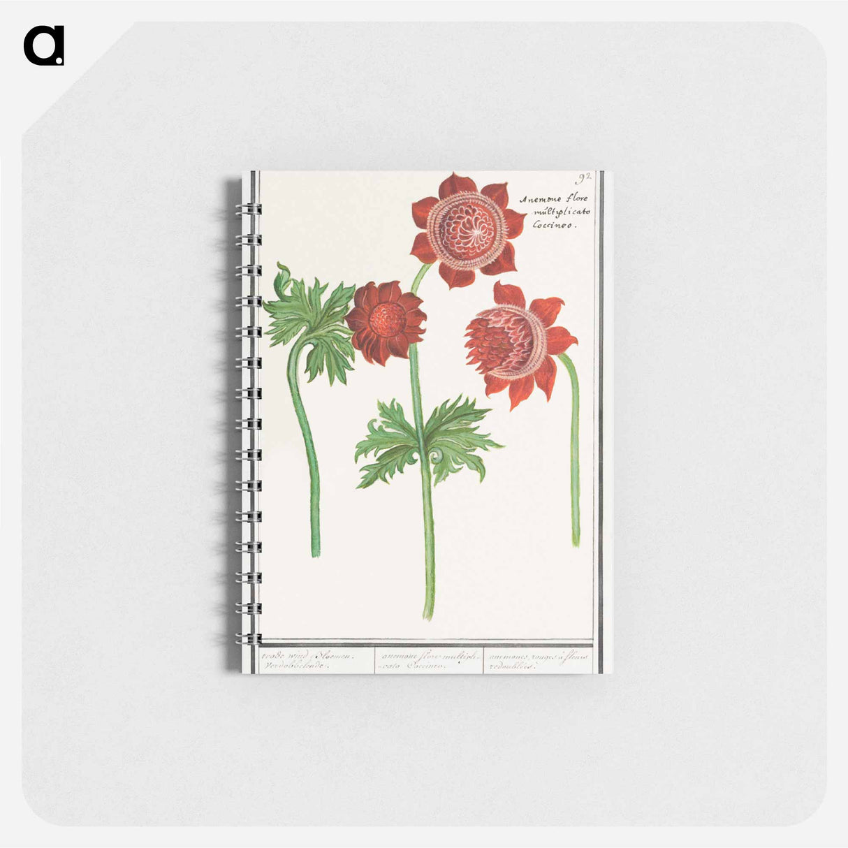 アートメモ帳-Anemone, Anemone - アンセルムス ボエティウス デ ブート Memo.