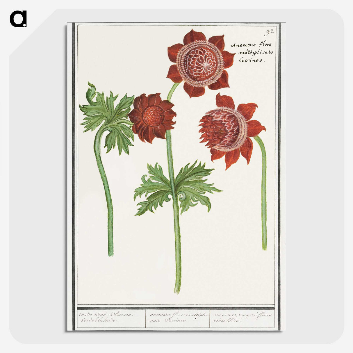 2-96_Anselmus-Boetius-de-Boodt_picture-crop