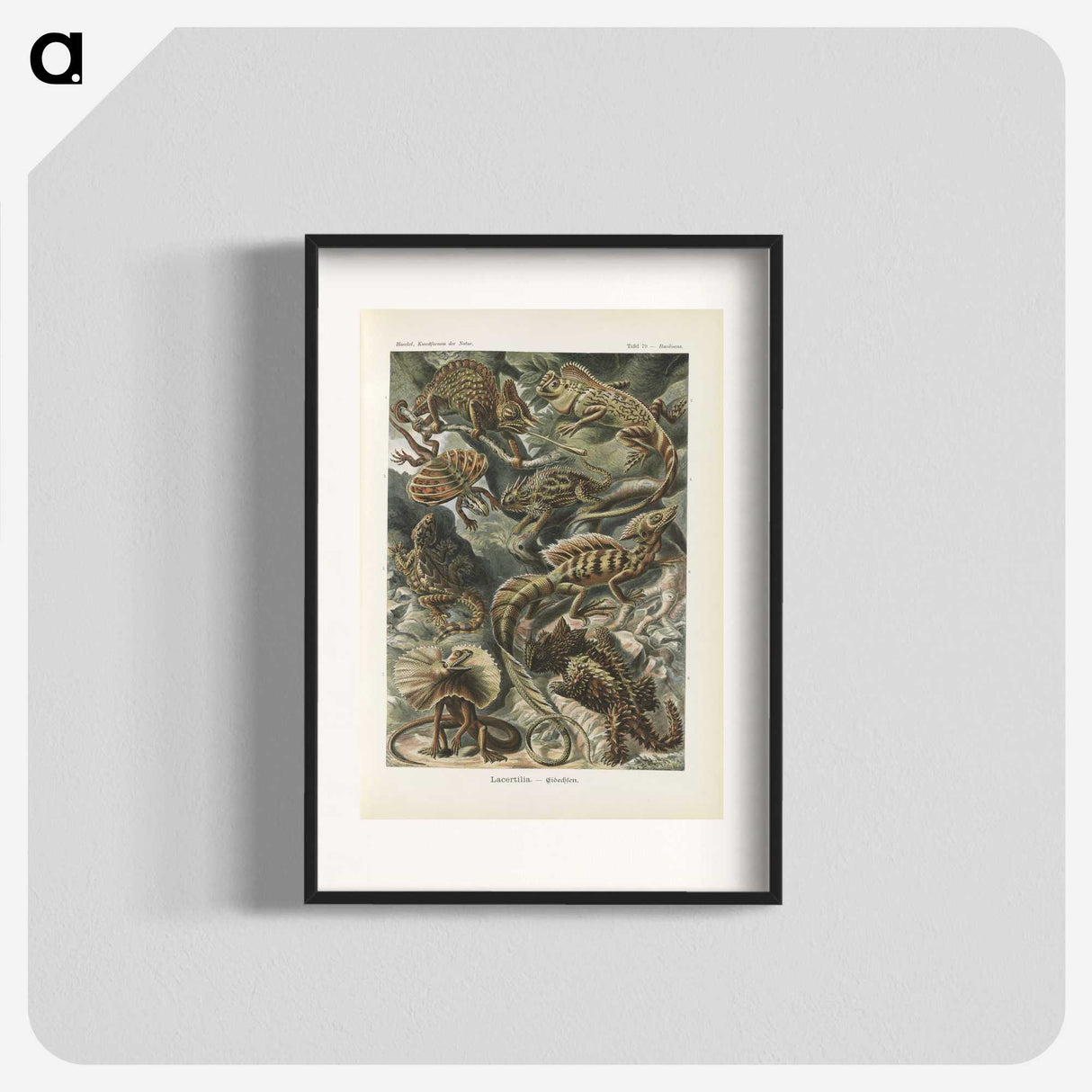 2-96_Ernst-Haeckel_blk