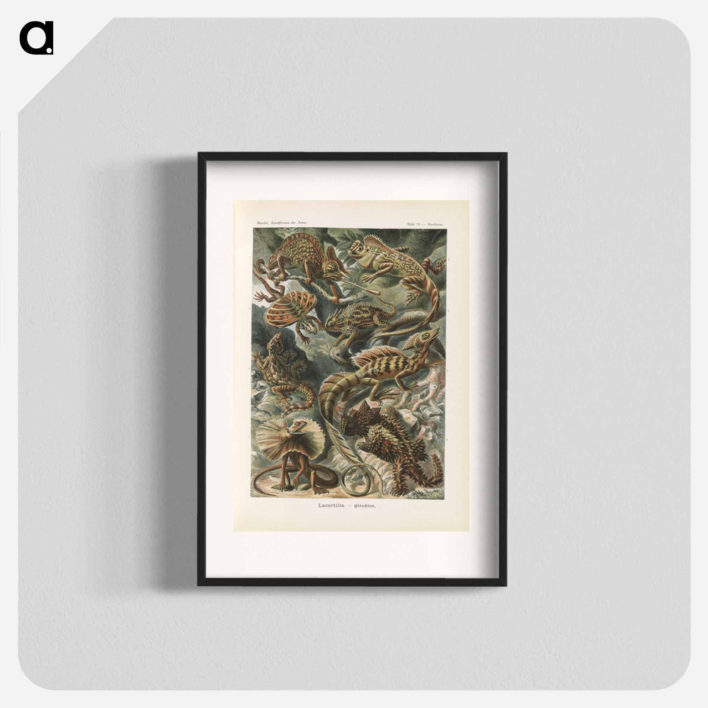 Chameleon illustration from Kunstformen der Natur - エルンスト ヘッケル Poster.