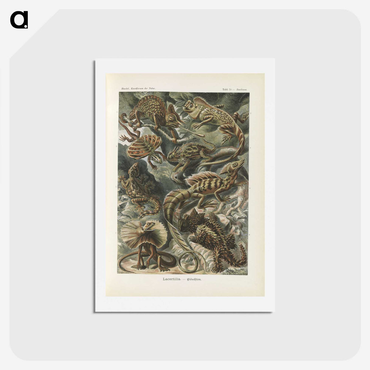 2-96_Ernst-Haeckel_hagaki