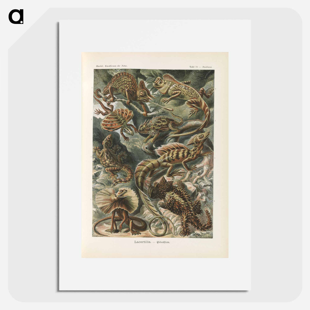 Chameleon illustration from Kunstformen der Natur - エルンスト ヘッケル Poster.