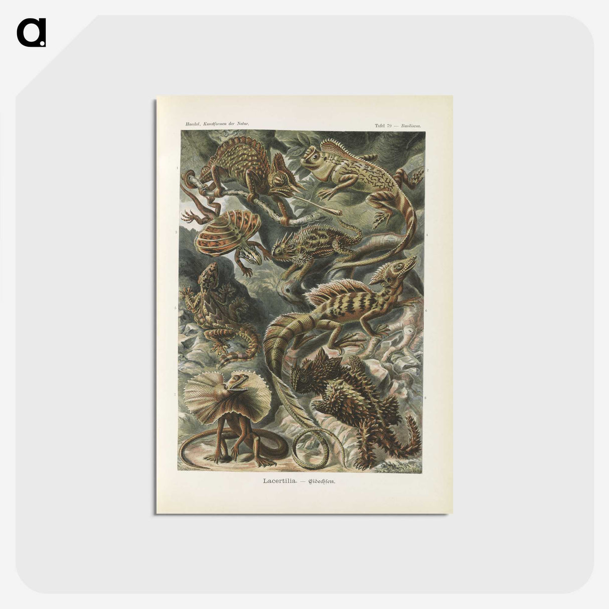 2-96_Ernst-Haeckel_postcard