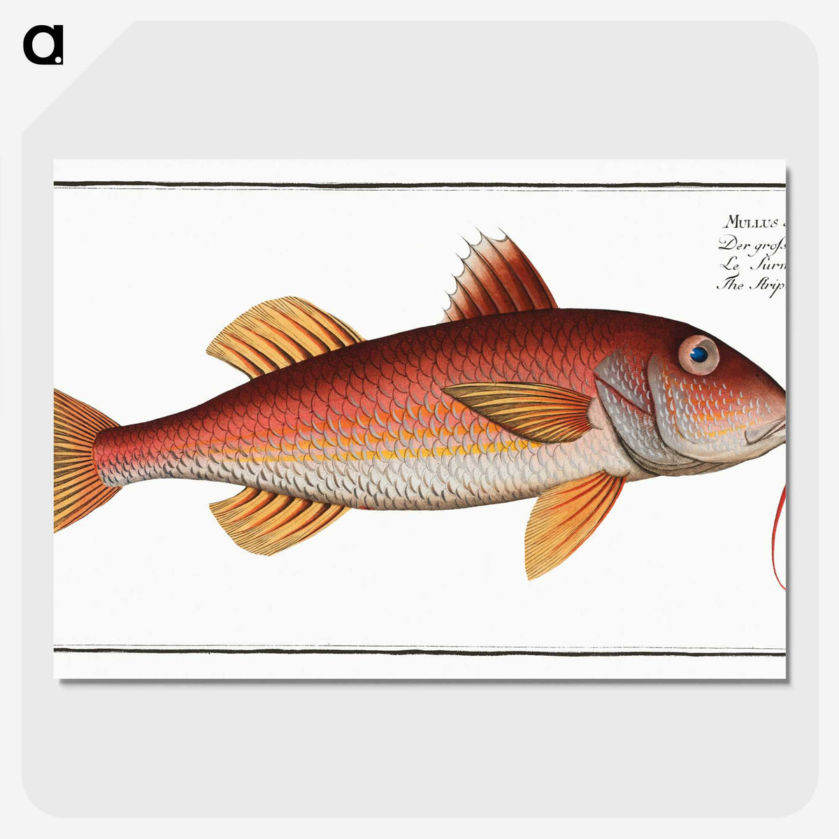 2-96_Ichtyologie-ou-Histoire-naturelle_picture-crop
