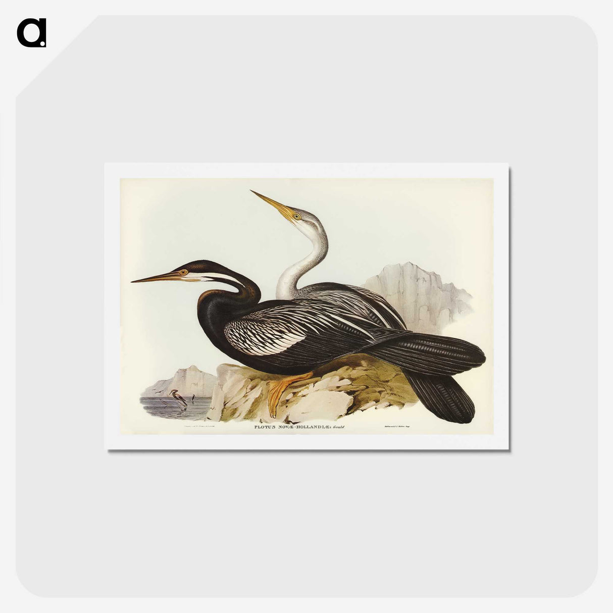 2-96_John-Gould_hagaki