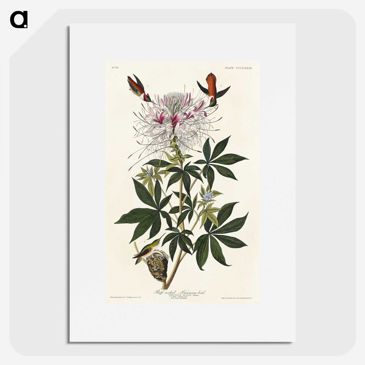 2-96_John-James-Audubon_picture