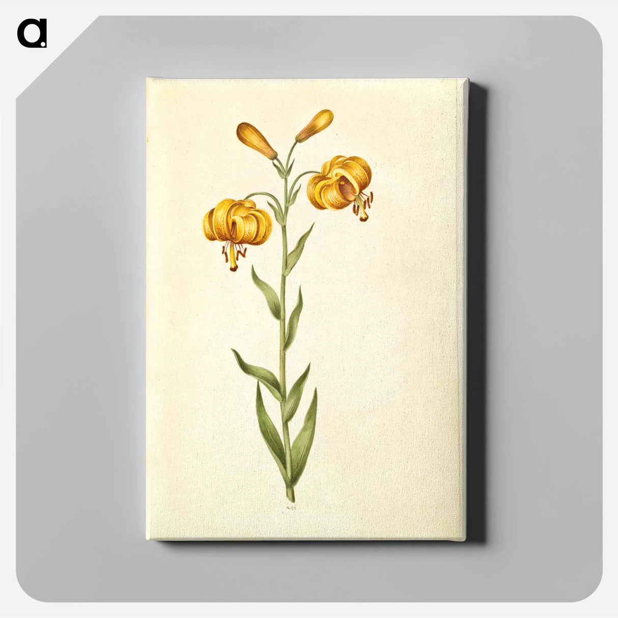 アートパネル-Lilium pyrenaicum
- マリア ジビーラ メーリアン Canvas.