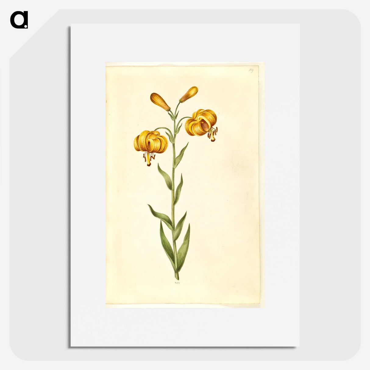 2-96_Maria-Sibylla-Merian_picture