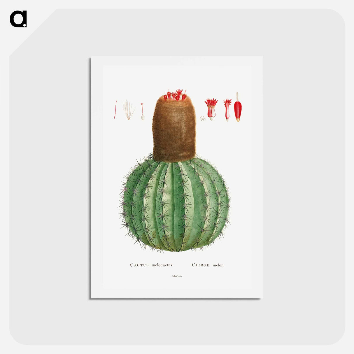 アートポストカード-Cactus Melocactus - ピエール ジョゼフ ルドゥーテ Postcard.