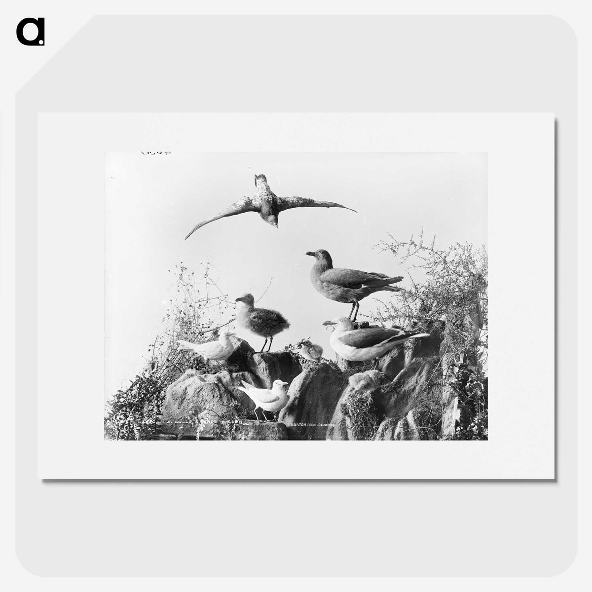 2-96_The-Burton-Brothers_picture