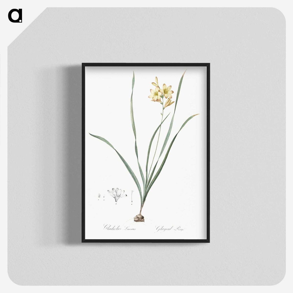 2-96_The-Lilies_blk-crop