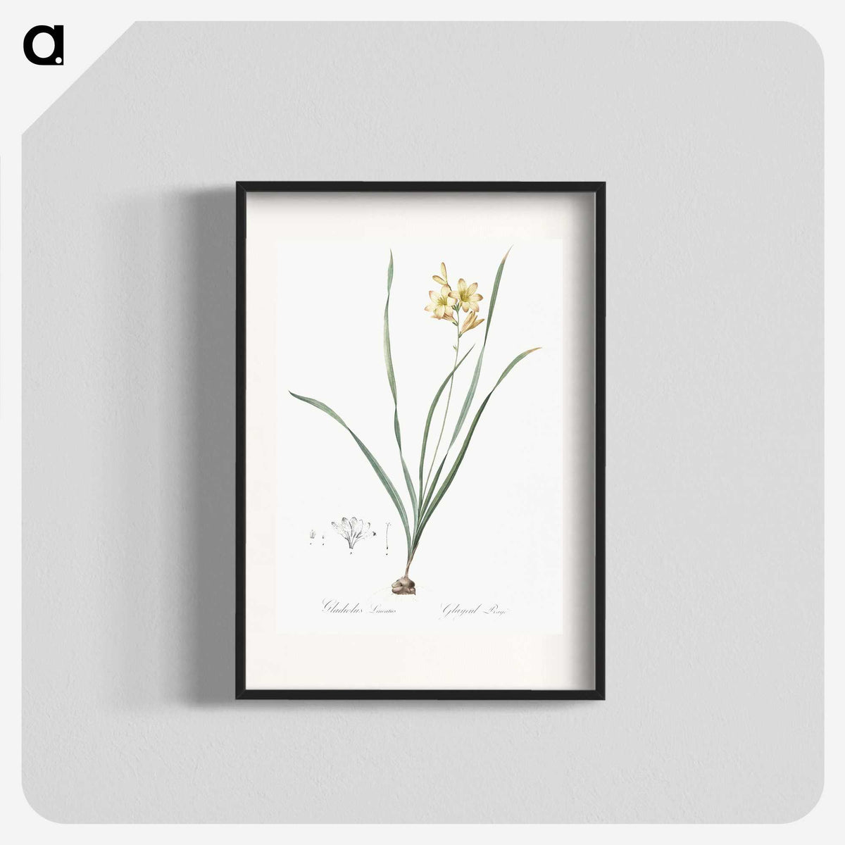 2-96_The-Lilies_blk