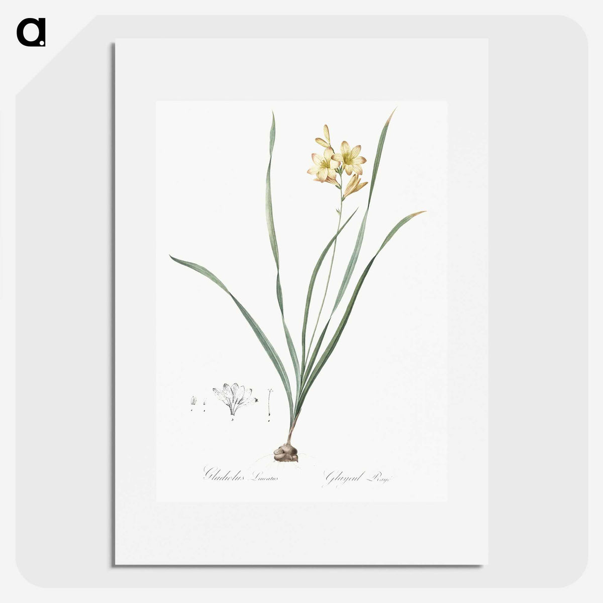 2-96_The-Lilies_picture