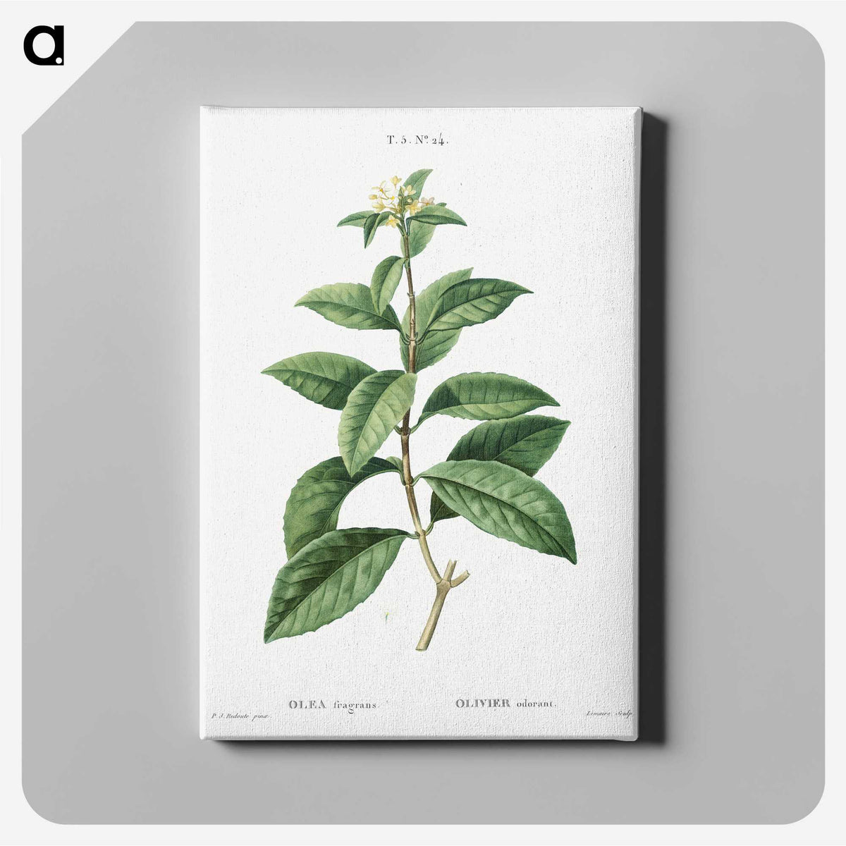 2-96_Treatise-on-Trees-and-Shrubs_canvas