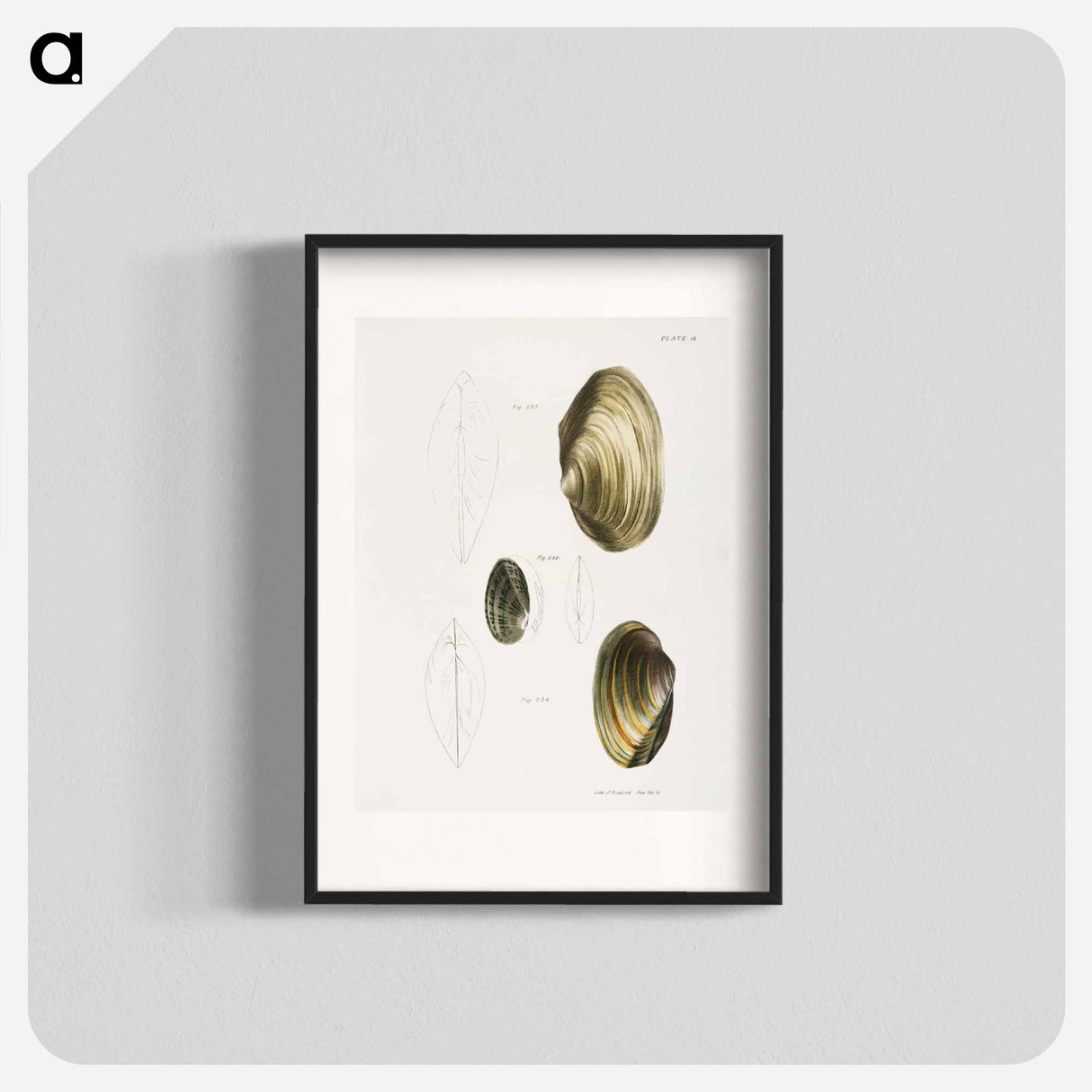 Anodon fluviatilis - New York Zoological Poster.