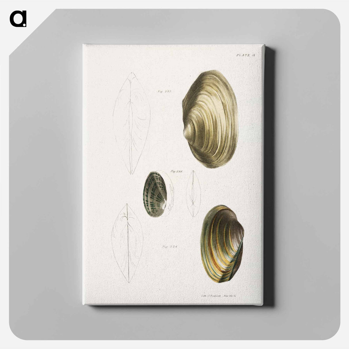 Anodon fluviatilis - New York Zoological Canvas.