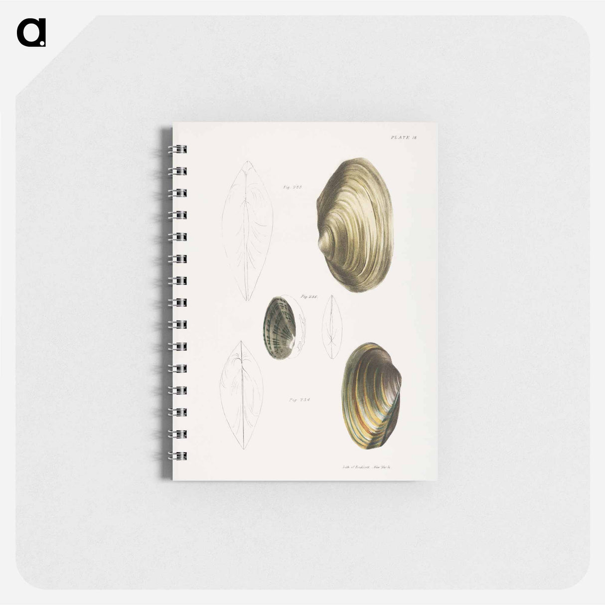 Anodon fluviatilis - ニューヨークの動物学 Memo.