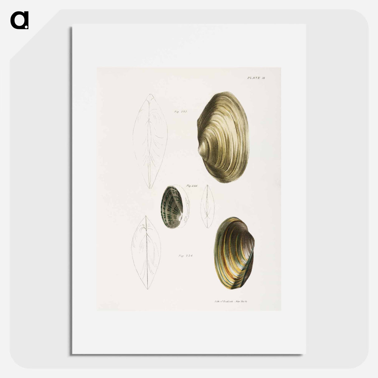 Anodon fluviatilis - New York Zoological Poster.