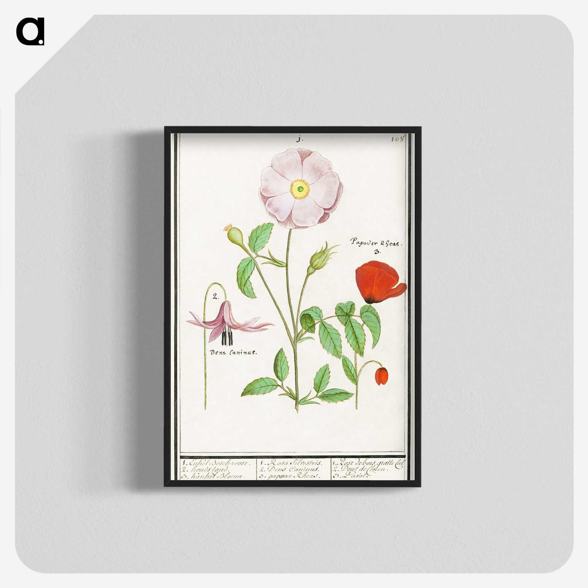 2-97_Anselmus-Boetius-de-Boodt_blk-crop