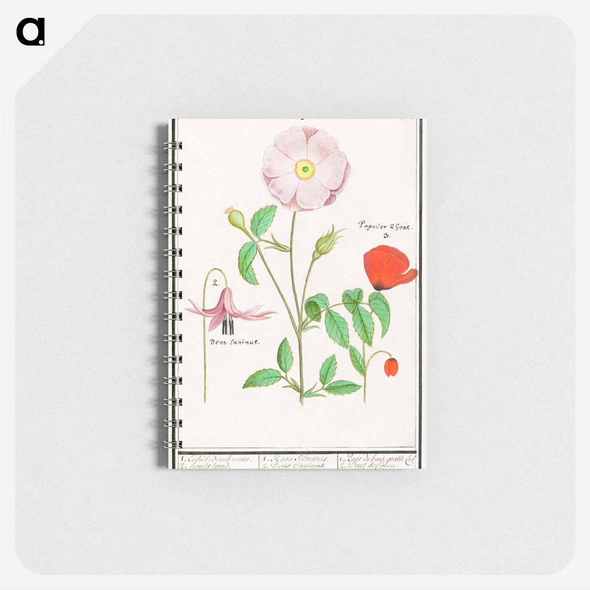 Dogstand, Erythronium, wild rose, Rosa and a poppy, Papaver - アンセルムス ボエティウス デ ブート Memo.
