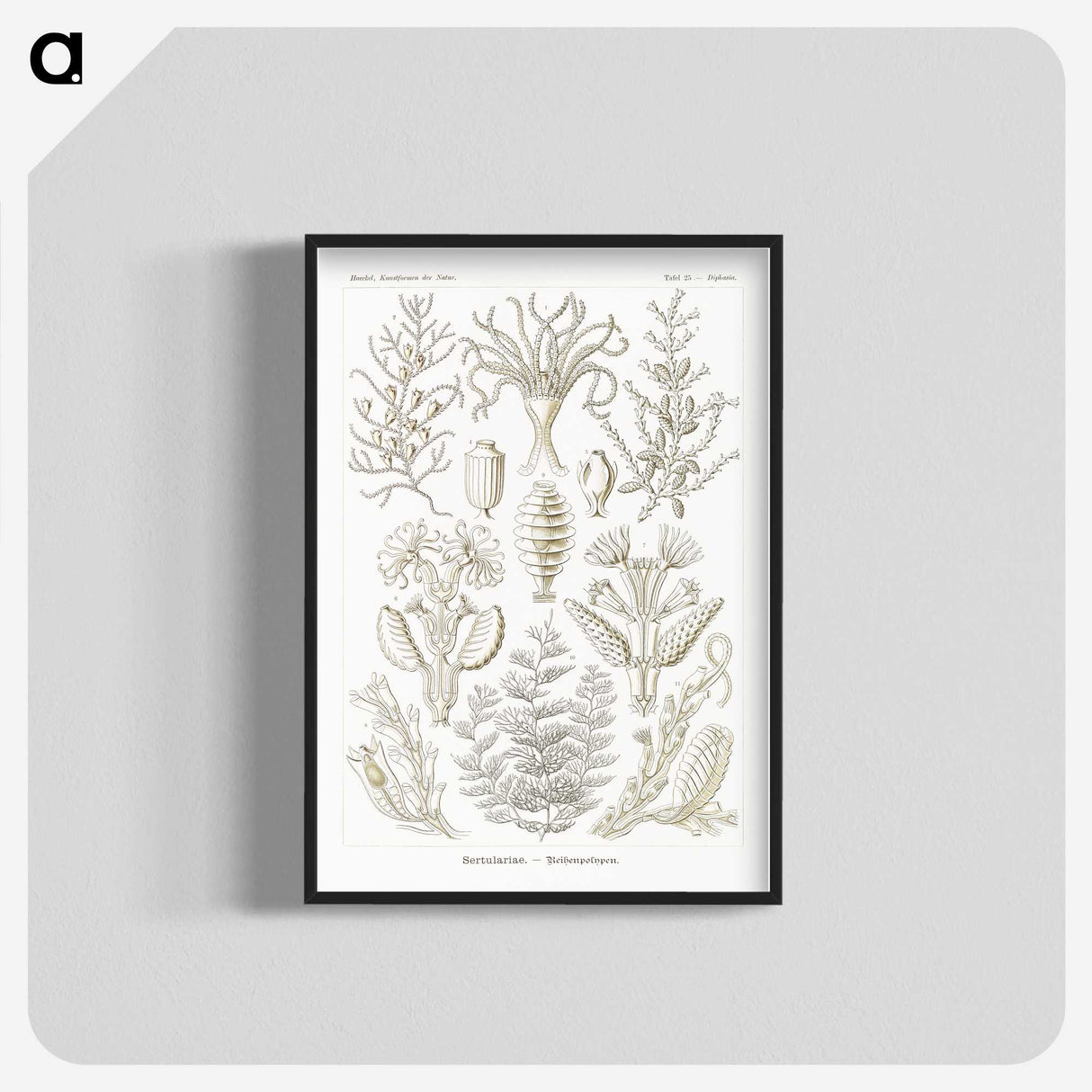2-97_Ernst-Haeckel_blk-crop