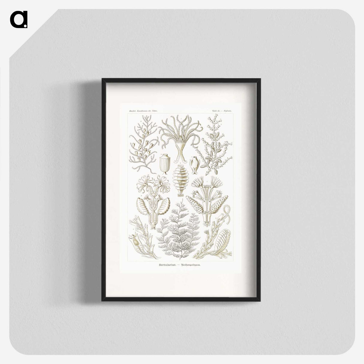 2-97_Ernst-Haeckel_blk