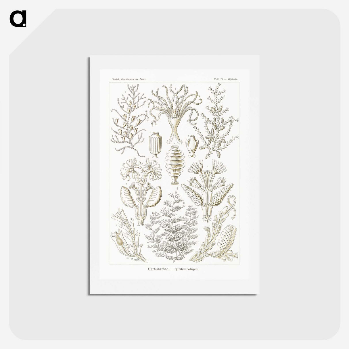 2-97_Ernst-Haeckel_hagaki