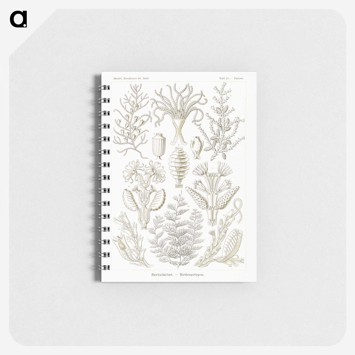 2-97_Ernst-Haeckel_memo